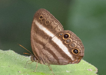 The butterfly Cissia myncea photographed in Peru