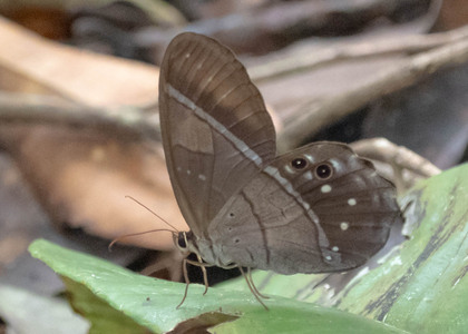 The butterfly Pierella lena photographed in Peru
