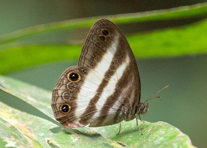 The butterfly Pareuptychia hesionides photographed in Picuroyacu, Iquitos,Peru