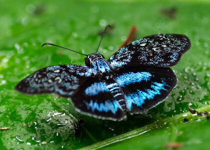 The butterfly Festivia festiva photographed in Peru