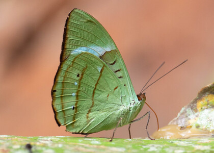 The butterfly Nessaea hewitsonii photographed in Pillahuata, Manu Road,Peru