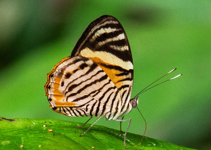 The butterfly Tigridia acesta photographed in Picuroyacu, Iquitos,Peru