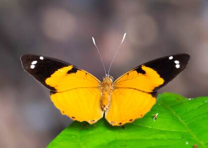 The butterfly Tigridia acesta photographed in Peru