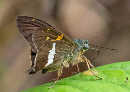 The butterfly Aguna latifascia photographed in Peru