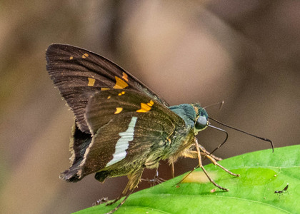 The butterfly Aguna latifascia photographed in Picuroyacu, Iquitos,Peru