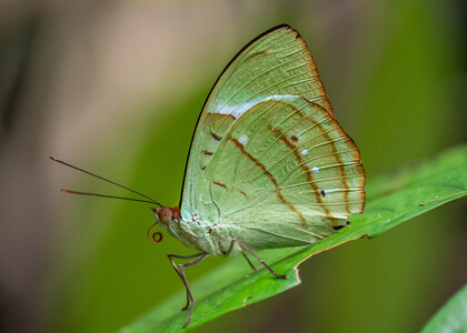 The butterfly Nessaea hewitsonii photographed in Peru