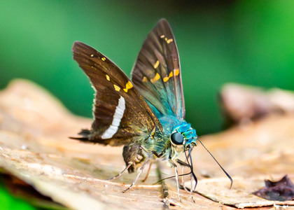 The butterfly Aguna aurunce aurunce photographed in Picuroyacu, Iquitos,Peru