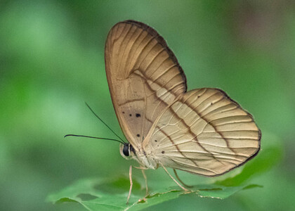 The butterfly Pierella hortona hortona photographed in Picuroyacu, Iquitos,Peru