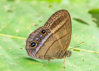 The butterfly Malaveria maepius photographed in Peru