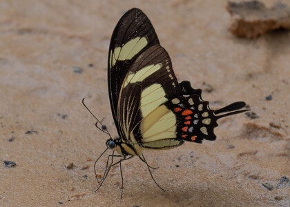 The butterfly Heraclides torquatus photographed in Picuroyacu, Iquitos,Peru