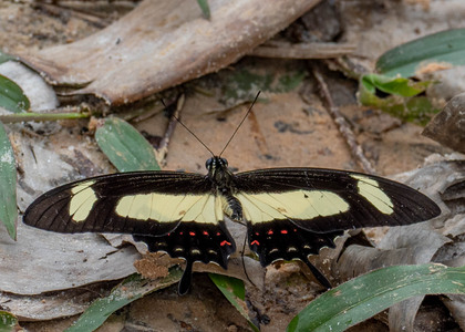 The butterfly Heraclides torquatus photographed in Peru