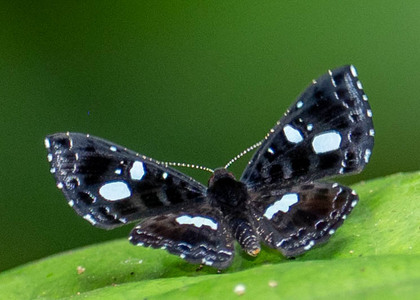 The butterfly Calydna catana photographed in Peru