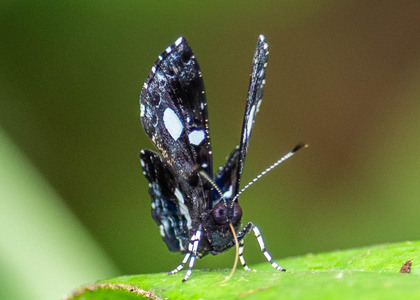 The butterfly Calydna catana photographed in Peru