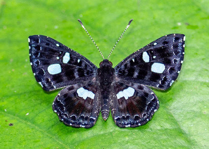 The butterfly Calydna catana photographed in Picuroyacu, Iquitos,Peru