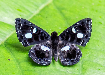 The butterfly Calydna catana photographed in Peru