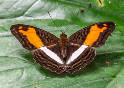 The butterfly Adelpha cocala cocala photographed in Picuroyacu, Iquitos,Peru