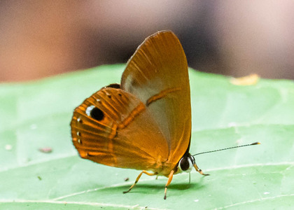 The butterfly Euselasia euoras photographed in Peru