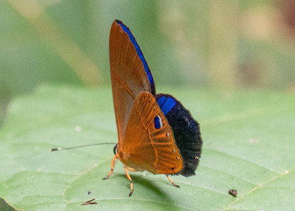 The butterfly Euselasia euoras photographed in Peru