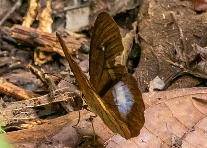 The butterfly Pierella hortona hortona photographed in Peru