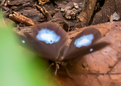 The butterfly Pierella hortona hortona photographed in Peru
