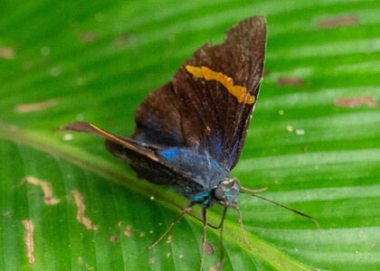 The butterfly Porphyrogenes omphale photographed in Peru