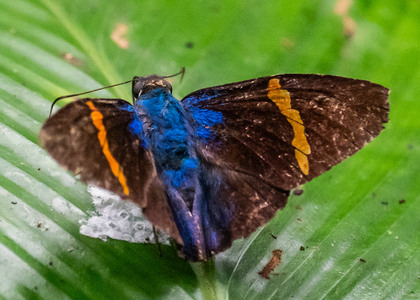 The butterfly Porphyrogenes omphale photographed in Picuroyacu, Iquitos,Peru