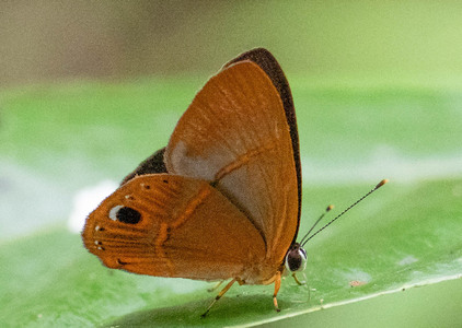 The butterfly Euselasia euoras photographed in Peru