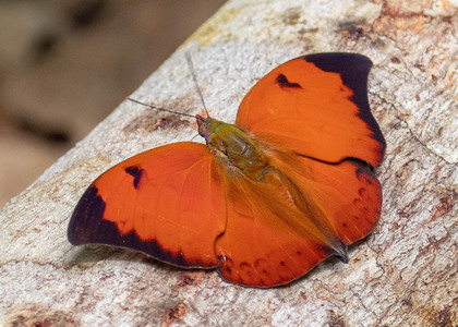 The butterfly Zaretis isidora photographed in Peru