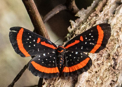 The butterfly Amarynthis meneria photographed in Picuroyacu, Iquitos,Peru