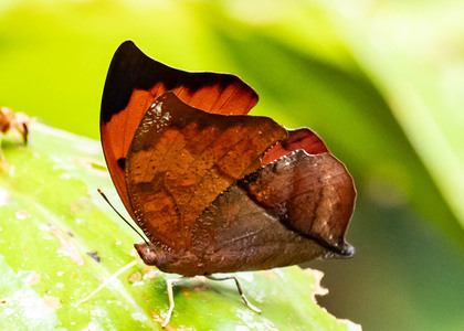 The butterfly Zaretis isidora photographed in Peru