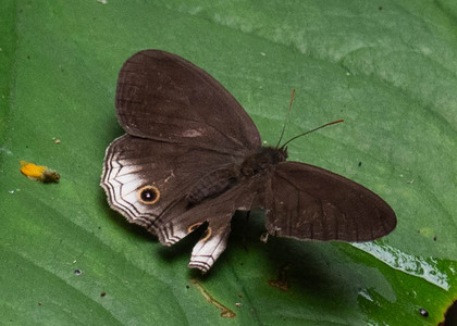 The butterfly Omacha pax photographed in Picuroyacu, Iquitos,Peru