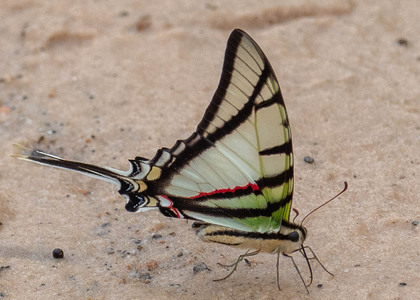 The butterfly Protesilaus telesilaus photographed in Peru