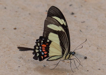 The butterfly Heraclides torquatus photographed in Pillahuata, Manu Road,Peru