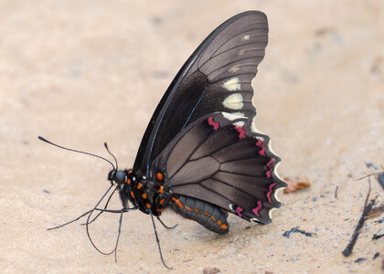 The butterfly Battus polydamas photographed in Picuroyacu, Iquitos,Peru