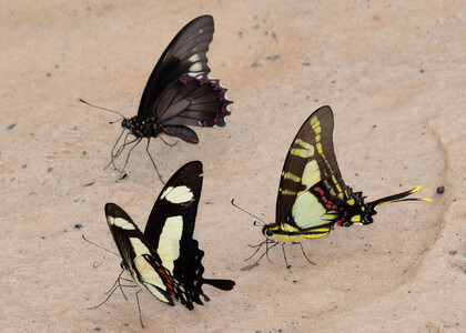 The butterfly Heraclides torquatus photographed in Peru