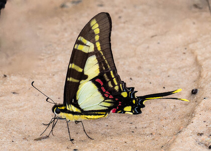 The butterfly Eurytides thyastes thyastinus photographed in Peru
