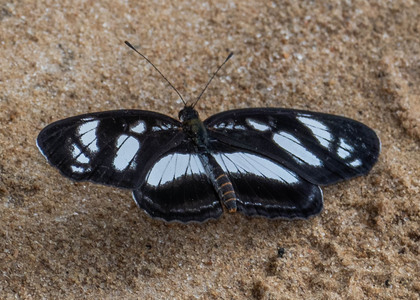 The butterfly Eresia nauplius photographed in Picuroyacu, Iquitos,Peru