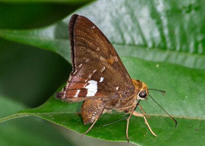 The butterfly Epargyreus spinta photographed in Picuroyacu, Iquitos,Peru