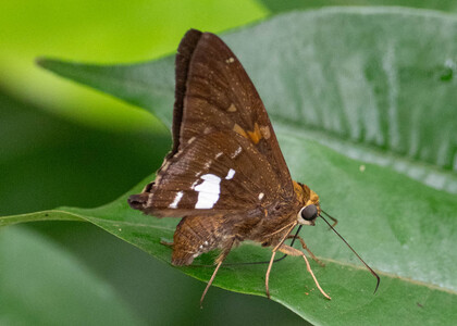The butterfly Epargyreus spinta photographed in Peru