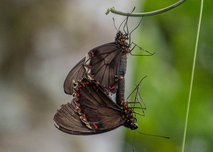 The butterfly Battus polydamas photographed in Pillahuata, Manu Road,Peru