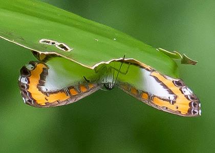 The butterfly Nymphidium caricae photographed in Peru