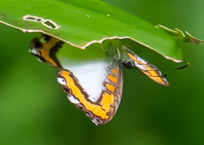 The butterfly Nymphidium caricae photographed in Peru