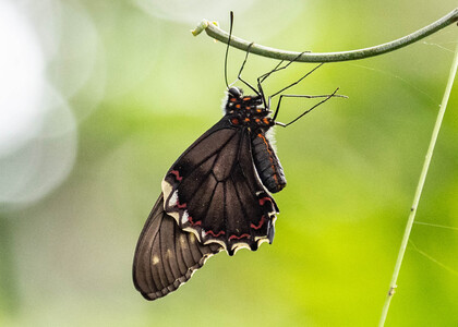 The butterfly Battus polydamas photographed in Peru