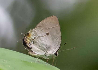 The butterfly Iaspis temesa photographed in Peru