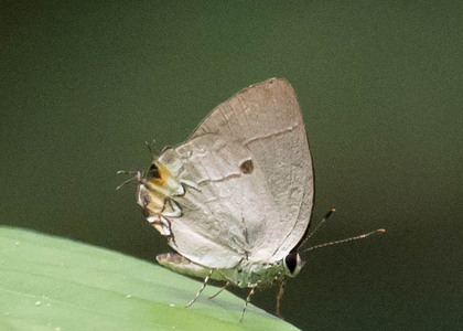 The butterfly Iaspis temesa photographed in Picuroyacu, Iquitos,Peru