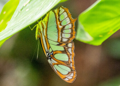 The butterfly Siproeta stelenes photographed in Picuroyacu, Iquitos,Peru