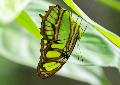 The butterfly Siproeta stelenes photographed in Peru
