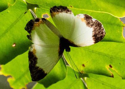 The butterfly Nymphidium medusa photographed in Picuroyacu, Iquitos,Peru