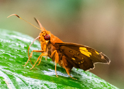 The butterfly Euriphellus euribates photographed in Peru