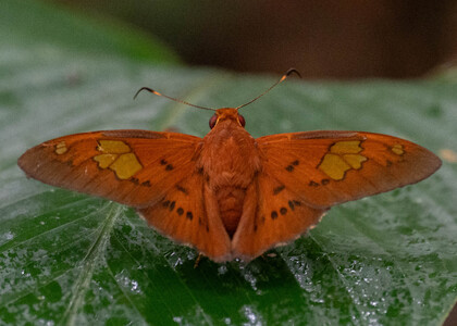 The butterfly Euriphellus euribates photographed in Pillahuata, Manu Road,Peru